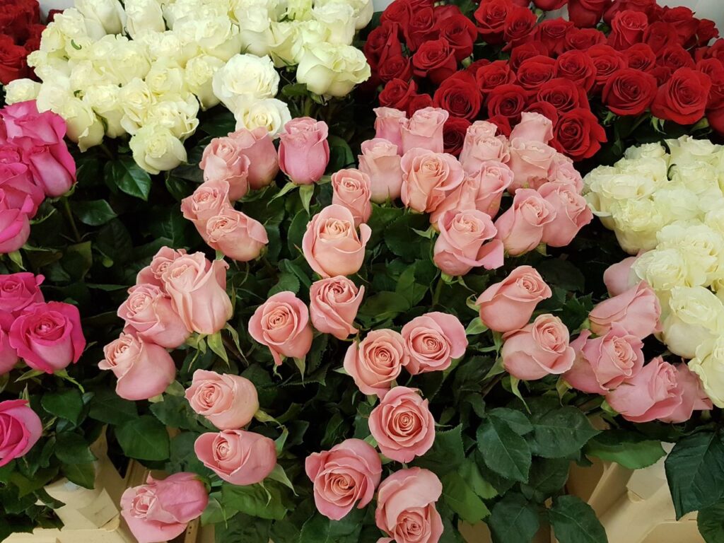 A stunning collection of red, pink, and white roses in full bloom, perfect for floral displays.